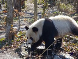 Tiergarten Schönbrunn am 05.03.2026